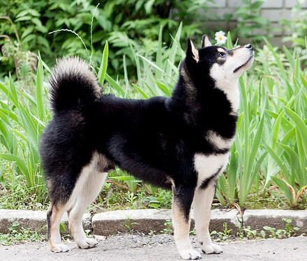 Black Hayate / Shiba Inu